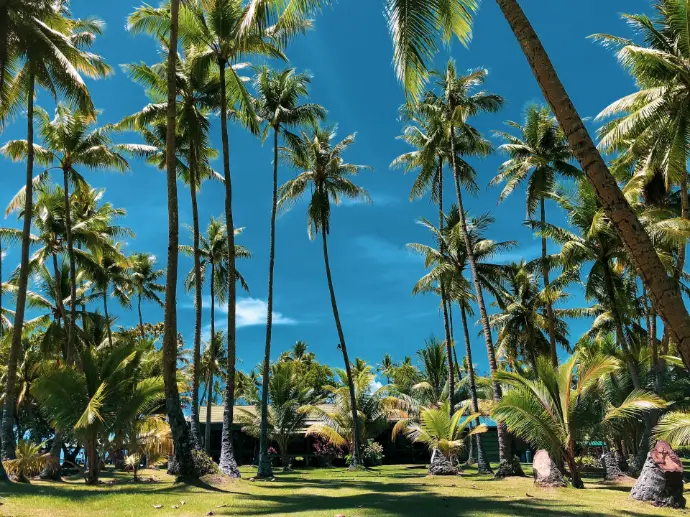 palm trees under blue sky during daytime