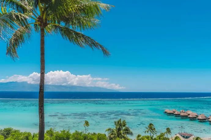 A tropical beach with palm trees and blue water