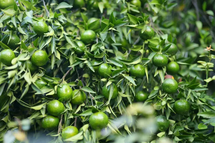 a tree filled with lots of green fruit